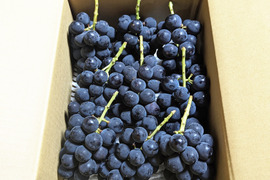 ナガノパープルの商品一覧|ぶどう|食べチョク|産地直送(産直)お ...
