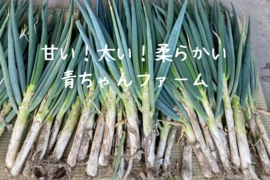 岡山県産  甘トロ美味トロ白ネギ 3kg
