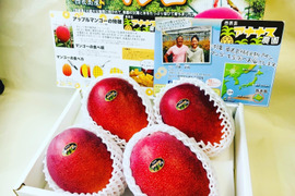 西表島の太陽をたっぷり浴びた糖度16度以上！とろけるプレミアムマンゴー１.５ｋｇ（３～４個）【お中元にもおすすめ！熨斗付き対応】