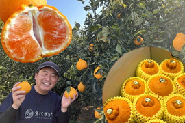 【３箱まとめ買い】極上のプレミアム果実！過去最高糖度は１８度！プリッと果肉で食べ応え十分！樹上完熟させた濃厚な甘み！当園自慢「甘熟デコ」厳選プレミアム　レギュラー箱　約３ｋｇ３箱セット【422-3】