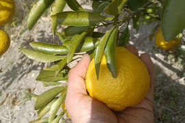 広島産 黄色い柑橘  はるかと 
レモン5個 合計 5kg