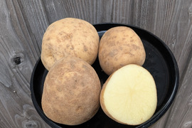 《規格外》２KG  品種ニシユタカ 五島列島産 自然農業での栽培