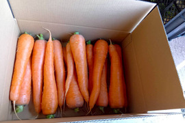 甘さ多めの寒じめ有機人参　3Kg