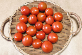 希少な自然栽培の中玉トマト【ピンク中玉】（1kg）