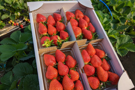 【幻の品種】【予約商品】「おとめ心」完熟いちご ご家庭用Lサイズ1.2kg