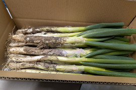 柔らかく甘い！土付き白ネギ　5ｋｇ　20本～30本