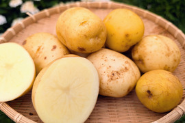 《初夏じゃが》小玉サイズ！品種：普賢丸２KG  五島列島産 自然農業での栽培