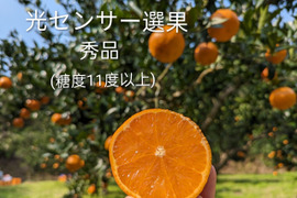 奄美完熟たんかん　光センサー選別（秀品・糖度１１度以上）１０㎏（２Ｌ～Ｌ）