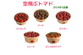 【お得！5種類おまかせパック】
  農薬不使用    ミニトマト1.3kg