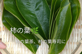 柿の生葉10枚🌿手作り柿の葉茶、柿の葉寿司、天ぷら等に🌿豊富なビタミンC（レモンの10〜20倍）免疫力アップや美肌効果☆熱に強く体内でビタミンCに変わる「プロビタミンC」自然栽培☆農薬、除草剤等不使用