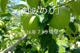 【先行予約】８月収穫品種！「紅みのり」約3kg　硬いりんご甘味酸味のバランスが良いですよ。夏収穫品種の中で日持ちするりんごです。