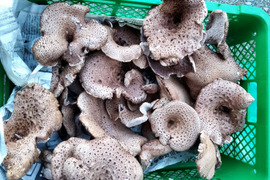 【秋茸の嬢王】香茸/コウタケ/ イノハナ/獅子茸/300g