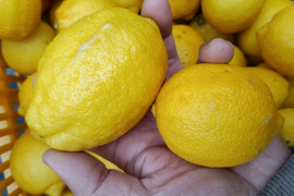 防腐剤、ワックス不使用　皮ごと使用激安広島県産レモン 訳あり三級品 4ｋg(約39個入)即日発送可能