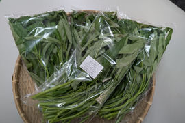 エンサイ／250ｇ×4袋（1kg）〈生で食べるサラダ野菜：大容量パック〉