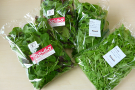 【おまかせ】葉物野菜100ｇ（２袋）と有機JAS認証ベビーリーフ100ｇ（２袋） のセット