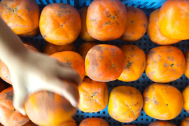 とろける甘さ！完熟柿《農薬不使用》(訳あり・2kg)
