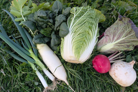 京の冬野菜セット2026【漢方栽培】