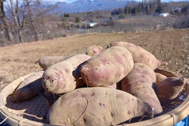 ねっとり極甘　さつまいも　紅はるか５Kg