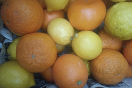 広島県産今旬な柑橘7種食べ比べ　合計5キロ