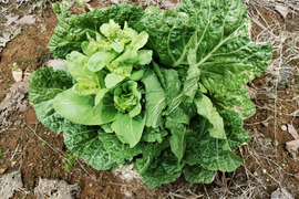【短期間限定！】白菜のとう立ち菜　※6袋
