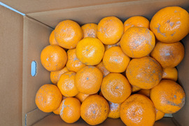 越冬貯蔵みかん　甘味と酸味のバランスがとれた完熟濃厚みかん（5㎏）ご家庭用