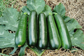ズッキーニの通販｜野菜｜食べチョク｜産地直送(産直)お取り寄せ通販