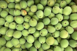 【かわいい朝どれ】手摘み小梅　青梅　1キロ　農薬不使用