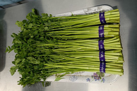 芽吹いたばかりで、柔らかく
香りが強いのが特徴の『春ぜり』
🌿南三陸町産のせり🌿　
1kg（２００g✕５束入り）
