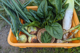 新玉ねぎ＆新にんにく入り！日常使い野菜5点セット【農薬化学肥料不使用】