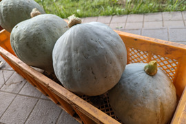 【農薬・化学肥料不使用】ホクホクの白い九重栗かぼちゃ（2kg以上）