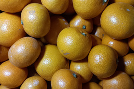 甘くて美味しい 石地みかん ３級品 5kg