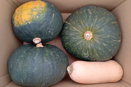 「砂丘のかぼちゃ」１箱４品種入り５kg程度