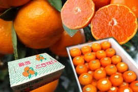 【冬ギフト】甘～い！夢の濃熟みかん！完熟収穫の濃厚な美味しさはみかん好きも大絶賛！厳選プレミアムみかん「蜜ツ丸（みつまる）」レギュラー箱 　Ｓサイズ　６３玉入　「熨斗対応可」【商品番号115】