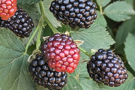 生ブラックベリー1kg➕早期予約10%増量❣️ ご予約承りページ 生ブラックベリー1kg➕早期予約10%増量❣️ ご予約承りページ 果物