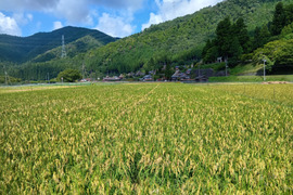 農薬不使用【白米4.5kg】京都・美山産