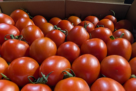 コクと旨味がたっぷり！熊本県八代産ミニトマト『むぞらしか』１kg