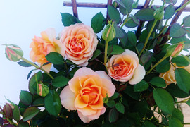 ビタミンカラーのオレンジバラ6号鉢　農家直送