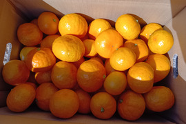 【福袋】自慢の一品　甘い早生　みかん　5kg 第4回みかん選手権　入賞おどけるみかん　菊みかん　ボコボコみかん　大小サイズ混合　家庭用