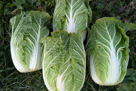 オレンジクイン白菜４玉【漢方栽培】