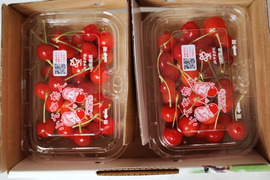 【特別セール】朝採りさくらんぼ佐藤錦200ｇパック２ケ入り化粧箱入り【贈答用】