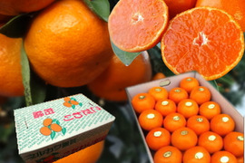 【冬ギフト】甘～い！夢の濃熟みかん！完熟収穫の濃厚な美味しさはみかん好きも大絶賛！厳選プレミアムみかん「蜜ツ丸（みつまる）」レギュラー箱 　Ｌサイズ　４０玉入　「熨斗対応可」【商品番号117】