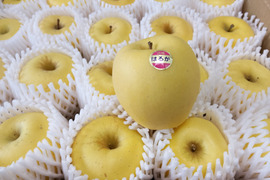 【岩手・紫波長岡果樹園】岩手発希少品種🍏特別栽培「はるか」5kg（20玉入り）　限定3箱
