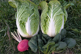 オレンジクイン白菜2玉+2品目.【漢方栽培】