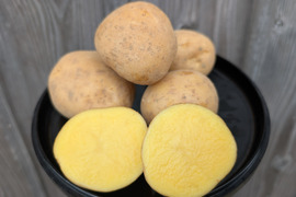 《数量限定》希少品種ながさき黄金２KG 五島列島産 自然農業での栽培