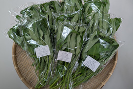 エンサイ（50ｇ×10袋）くせがなくて食べやすい！