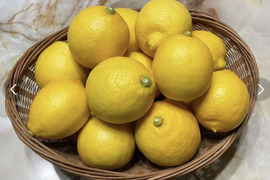 【栽培期間中農薬化学肥料不使用】皮も食べれ
レモン2kg(箱込)