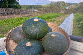 高原で育った甘いかぼちゃ５ｋｇ