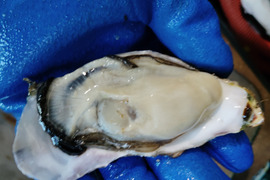 『旬』到来！　バラ牡蠣　生食用 15kg （110~140個くらい）