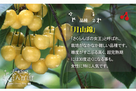 月山錦500ｇ【予約販売】北海道・芦別産さくらんぼ【大橋さくらんぼ園】7月中旬～発送