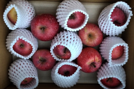 栽培期間中肥料・農薬不使用のフジ約2.5kg 小玉